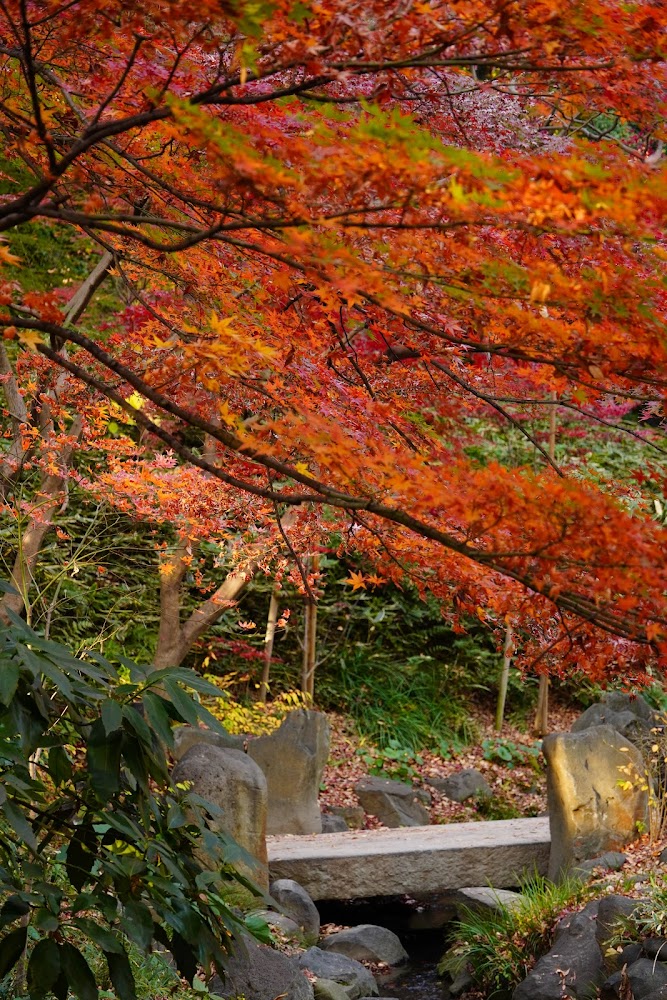 Momiji Waterfall - Tourist attraction in Minato City - Website