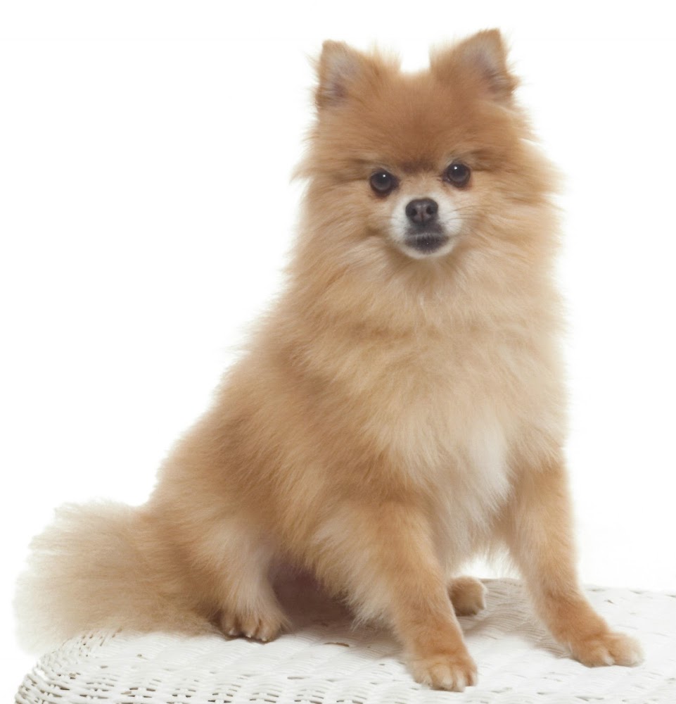 Stockdale Veterinary Hospital - Animal hospital in Sagepointe - Website, image size:961x1000